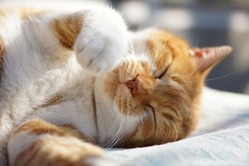 img_purr_kv-710x474