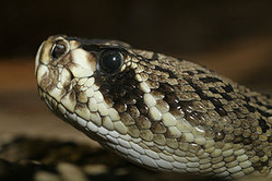 300px-Crotalus_adamanteus_(1)