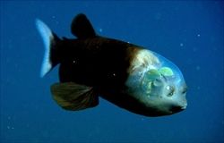 深海生物-1