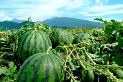 42ae62f5c7a5b60a2e4865a728725fc0