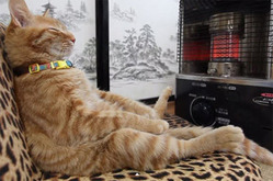 ストーブの前でくつろぐ猫