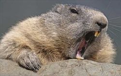 beaver
