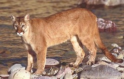 Mountain_lion