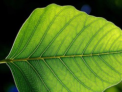 800px-Leaf_1_web