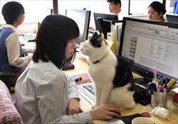 ダウンロード