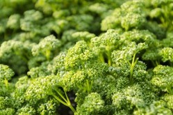 91702d0e4dcb30061cffc7e54779706a_m-300x199