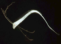 Regalecus_glesne_juvenile