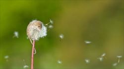 02micromouse-on-dandelion1
