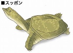 suppon01