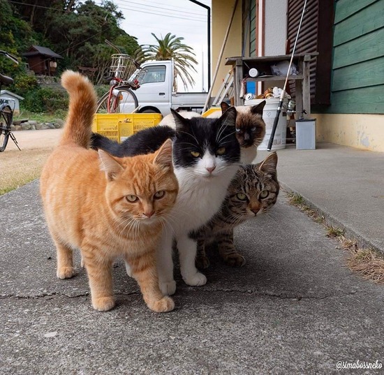 【画像】猫さん、ガンを飛ばす・・・