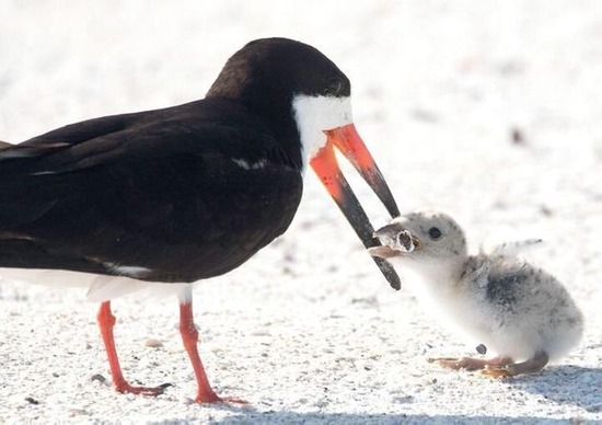 親鳥がヒナに与えていたのは、タバコの吸い殻だった。衝撃の写真が伝える現実。。。