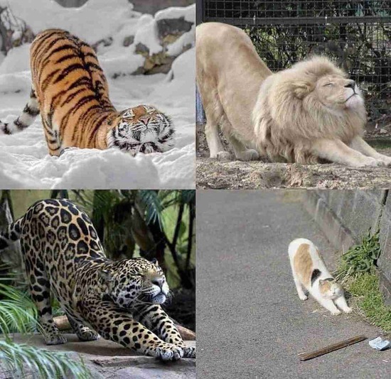 小さな猫とライオンや虎は 伸び をしたときに違いはあるの 写真を並べてみたwww ぬこトレンド 小さな猫とライオンや虎は 伸び をしたときに違いはあるの 写真を並べてみたwww ぬこトレンド