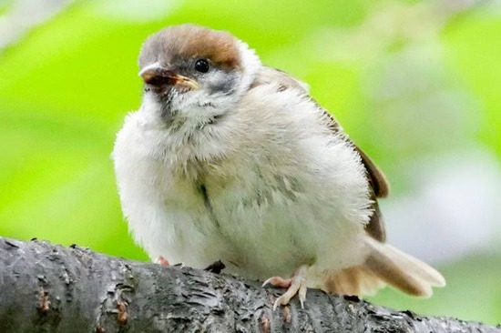 【悲報】90年代前半には2億羽近くいたスズメ、ついに1000万羽を切る・・・