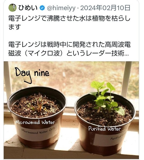 【衝撃】電子レンジで水を沸かして植物にかけると枯れてしまうことが判明・・・
