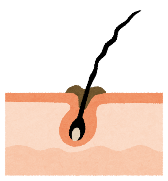 【速報】毛髪をつくる「第三の細胞」発見ｷﾀ━━━━(ﾟ∀ﾟ)━━━━!!