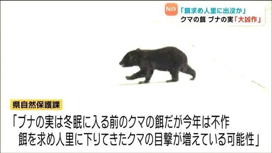 【画像】クマ、ブナの実が大凶作のために人間を食べているだけだった・・・