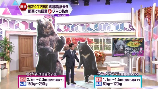 【画像】ツキノワグマ、意外と小さい事が判明・・・