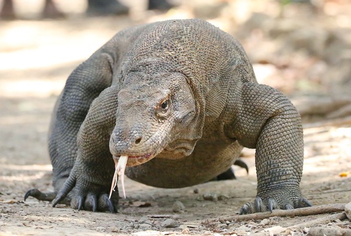 【画像】パンダを失った日本国、インドネシアの「コモドドラゴン」で再起を図るｗｗｗ