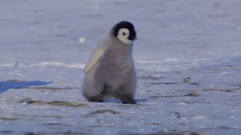 ガチで癒される動物gifがこちらｗｗｗｗｗ 2ch ニュー速クオリティ
