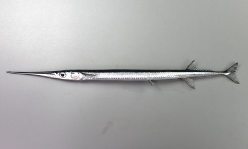 【画像】「ダツ」とかいう魚、めちゃくちゃ鋭い　お前らの想像の1.25倍鋭いｗｗｗ