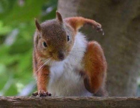 画像 野生のリス 可愛いすぎるwwwwwwwwwwwww 2ch ニュー速クオリティ 画像 野生のリス 可愛いすぎるwwwwwwwwwwwww 2ch ニュー速クオリティ