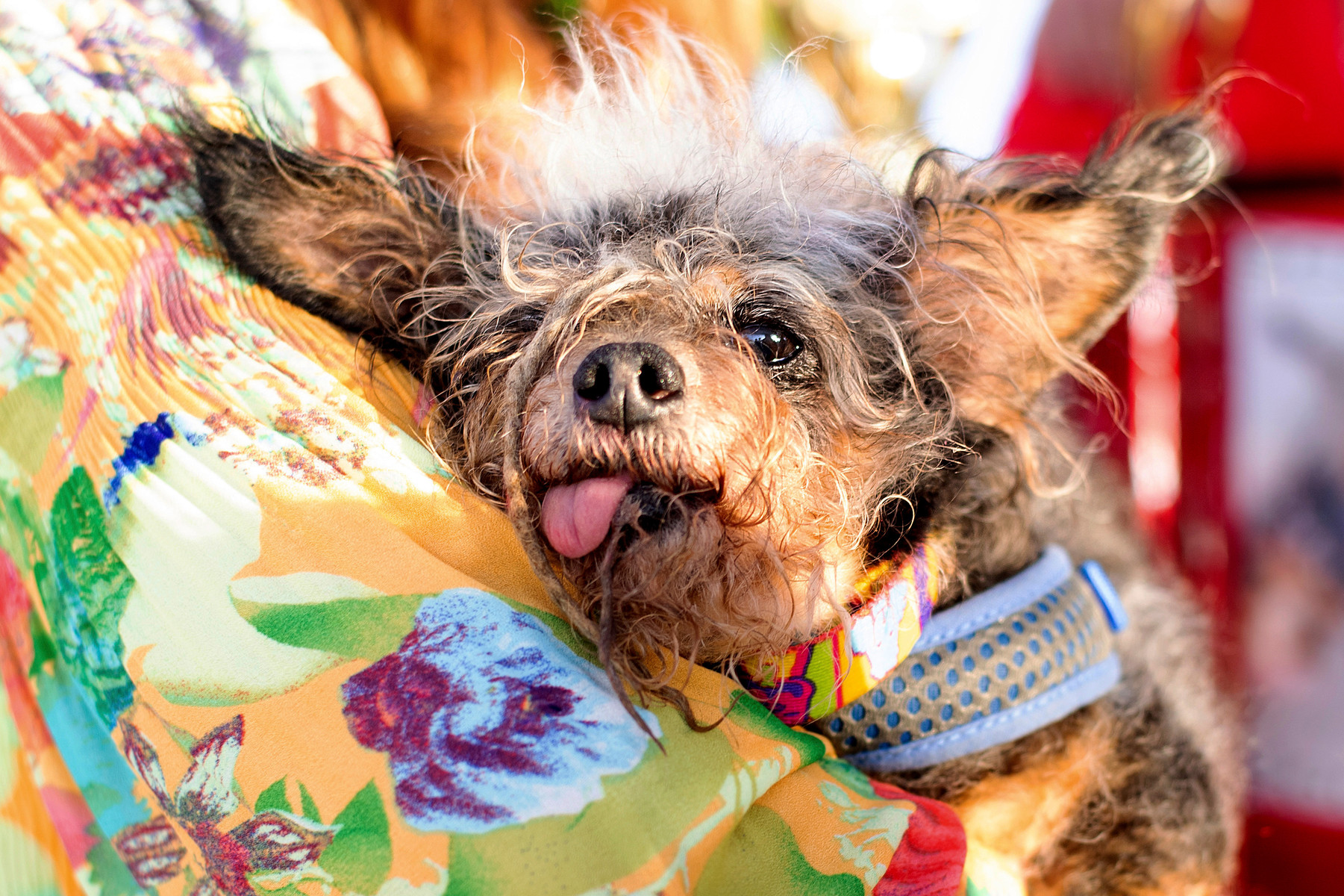 【画像】世界で最も醜い犬のコンテストの新しい勝者がコチラｗｗｗｗｗｗｗ