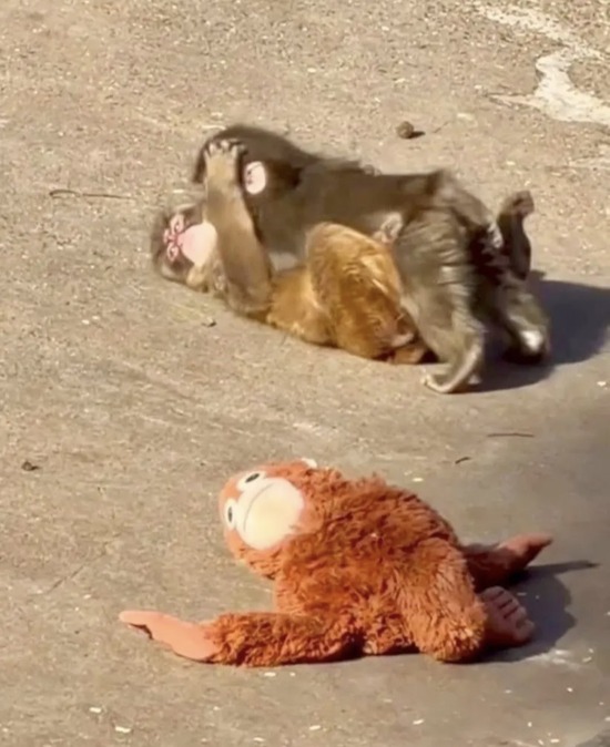 【画像】パンチくん、ぬいぐるみを捨ててメスザル相手に腰をﾍｺﾍｺしてしまう・・・