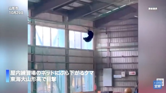 【画像】ついに地上10mのネットでSASUKEする熊が現れる・・・