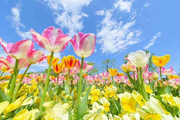 pixta_30428224_M