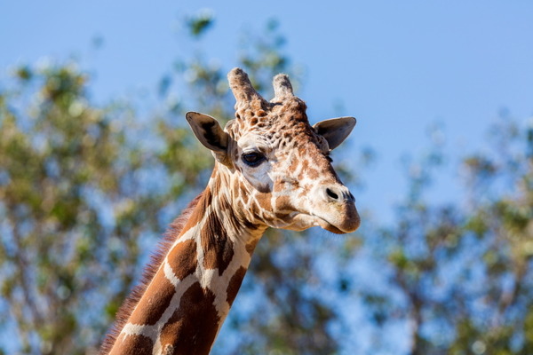 giraffe_20171013-w1280
