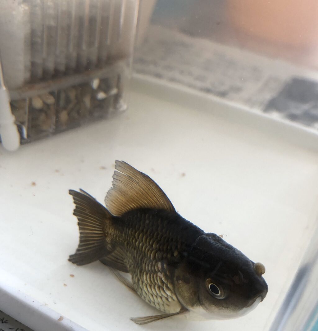 助けて 金魚が寝たきりになった ココアも上げたのに 金魚にココアなんか飲ますな Vipワイドガイド 助けて 金魚が寝たきりになった ココアも上げたのに 金魚にココアなんか飲ますな Vipワイドガイド