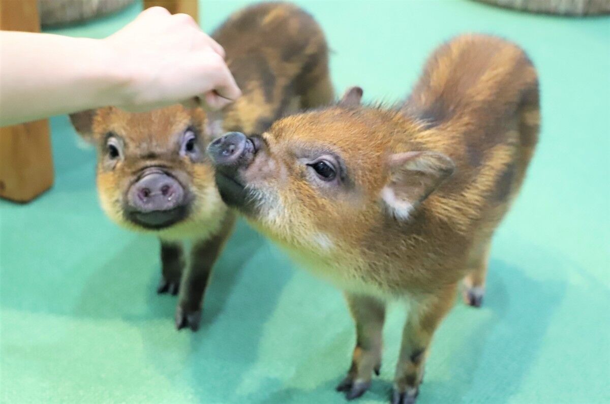 【動画】新しいペット マイクロブタ : ★★★Bambi’s