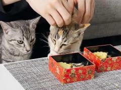【美食】２匹の子猫が食べているのは…？ 「私よりいいモノ食べてる！」