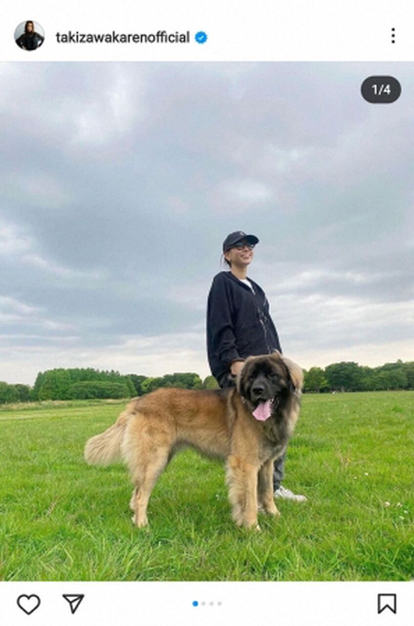 【芸能】滝沢カレン　愛犬は５０キロ超え　