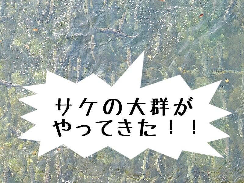 【北海道】「連日サケで川がゴッチャゴチャ…」"秋サケ"の大群に市民もビックリ…