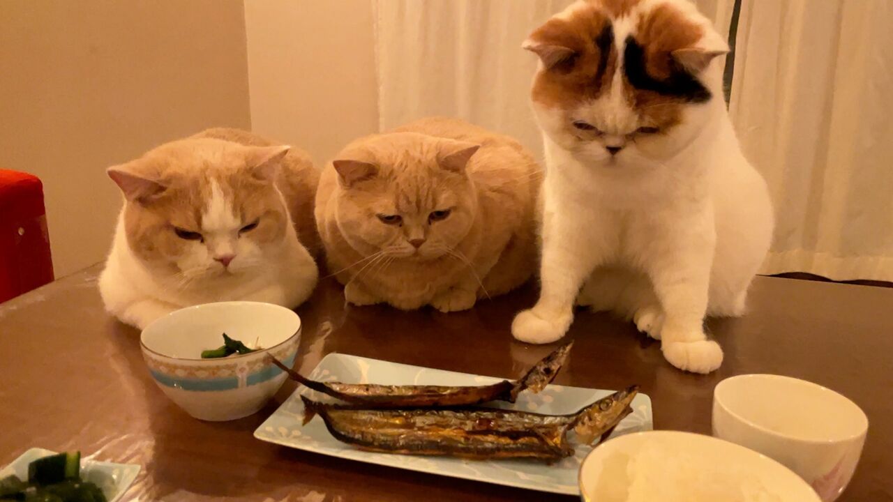 怖い？大好物の干物を「ジー……」とガン見する3匹の猫 - ニュース総合掲示板｜ローカルクチコミ爆サイ.com南関東版