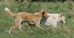 【野生】牛すら食い野良犬2000匹超、済州島の頂点捕食者に