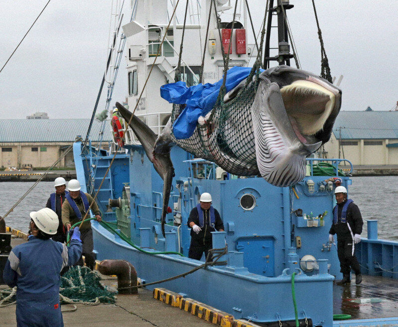 【批判】日本の捕鯨再開は？「日本は国際社会からずれている」