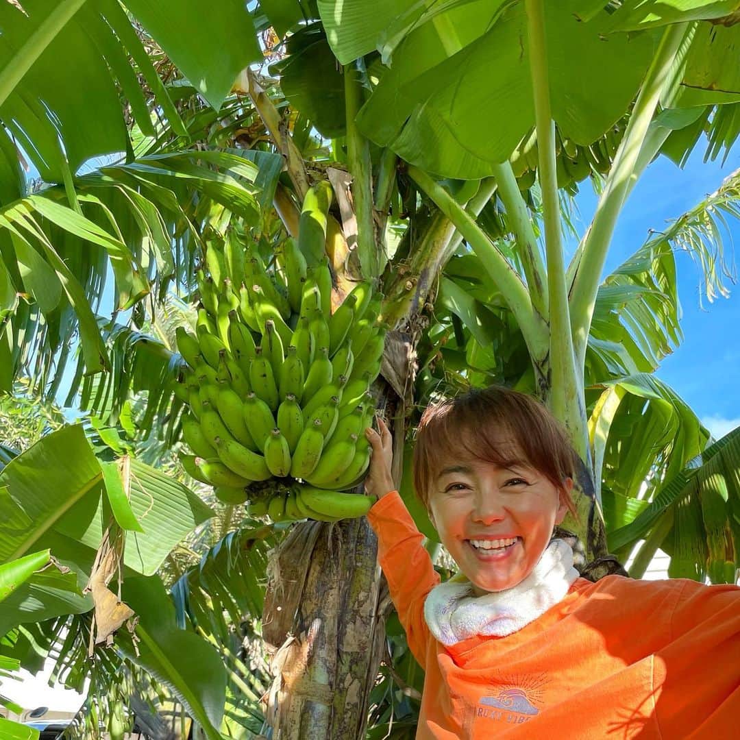 【芸能】田中律子　自ら育てたバナナ収穫　豊作に笑顔　