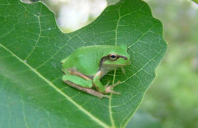 【生活】がんを死滅させる細菌、アマガエルから発見