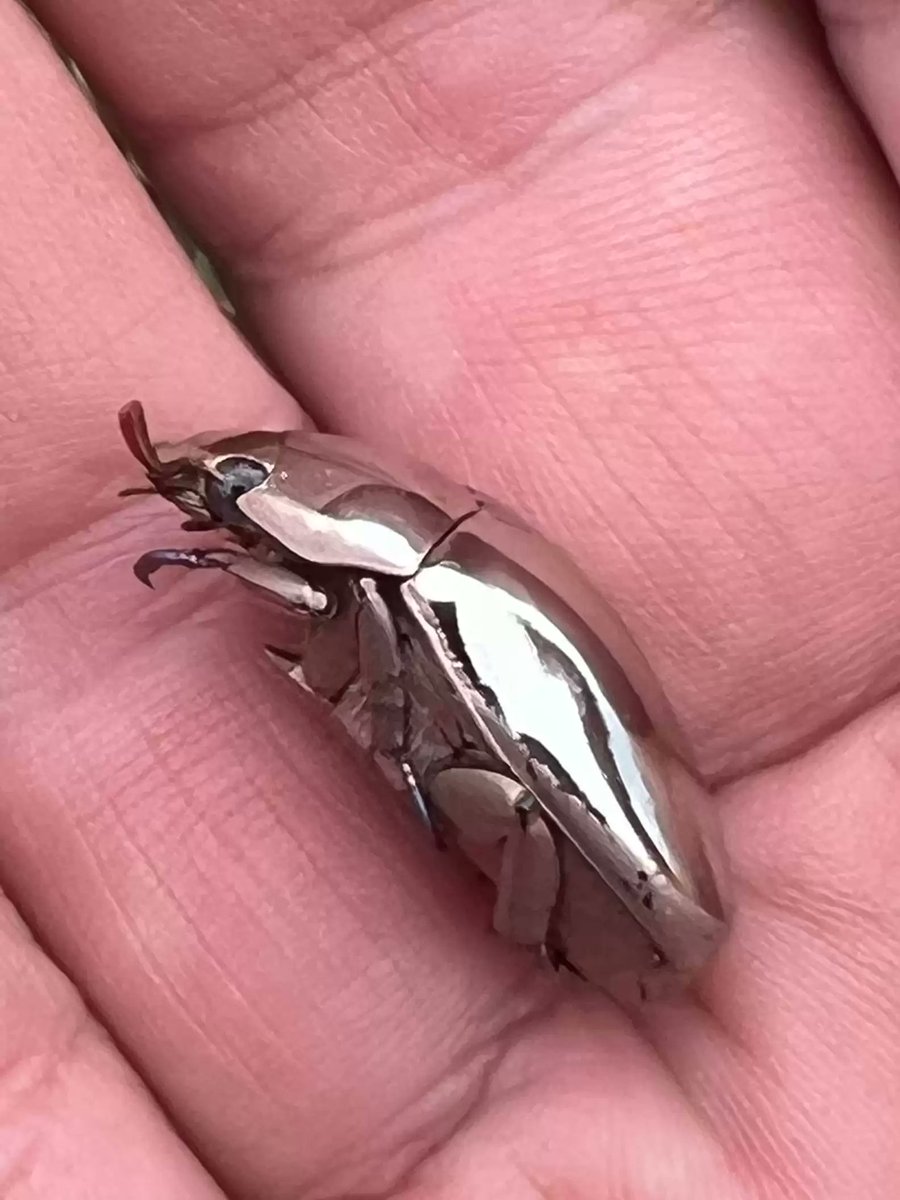 【奇跡】「美しすぎて虫とは思えない…」コスタリカの男性が銀色の昆虫に遭遇