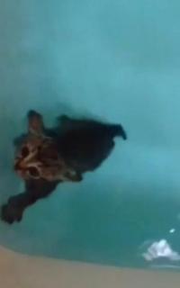 水ためた浴槽に子猫入れ泳がせる、虐待の疑いで男逮捕…動画を自ら複数回投稿 茨城・取手市 - 事件・事故掲示板｜ローカルクチコミ爆サイ.com南関東版