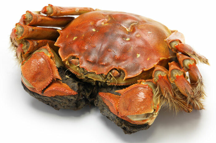上海ガニを食べた娘のお腹を線量計で測ると基準値超え
