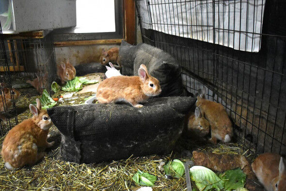 ウサギの性欲は異常　２匹が２年で２００匹以上に