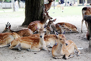 【画像】奈良公園の鹿さん、暑さ対策ミストを占領