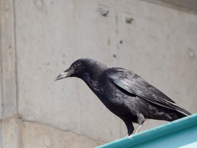 【害？益？】東京都心、カラスの将来はコロナ禍次第？　今はピーク時の7分の1…