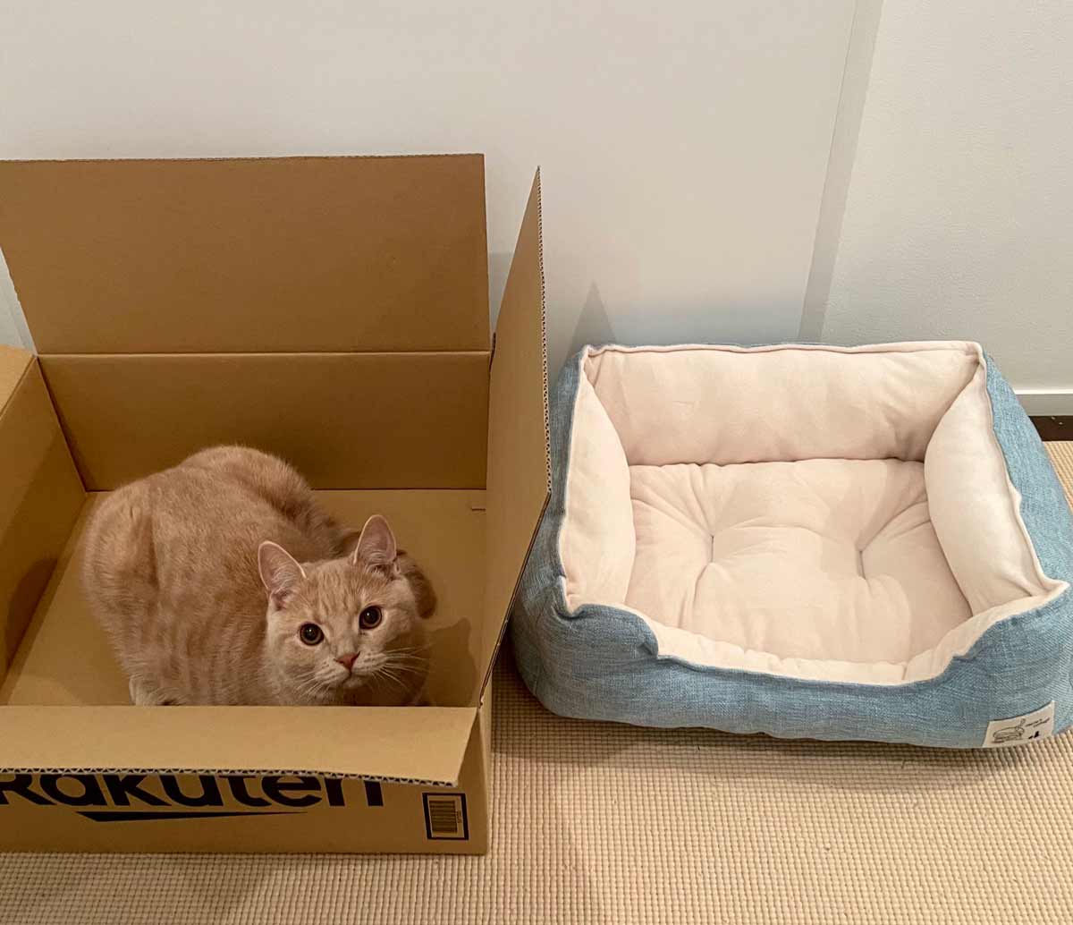 【結果】分かってたけどね……「新しいベッド」の箱を気に入った猫さん