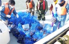 【風評被害】熊本県産ハマグリが大量返品 アサリ偽装影響