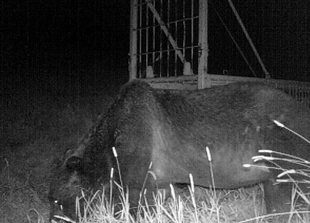 【北海道】  超巨大ヒグマ「OSO18」に騒然…