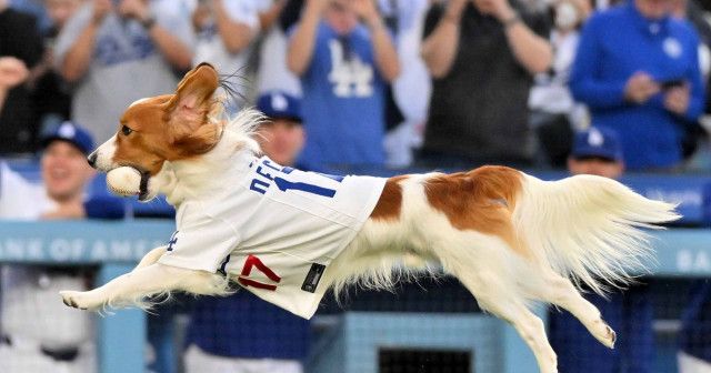 スーパースター大谷翔平とセレブ犬デコピン、どちらがなりたいか？